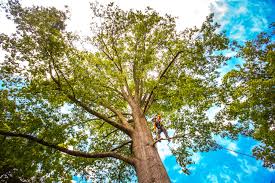 Best Tree Preservation Services  in Emerald Lakes, PA