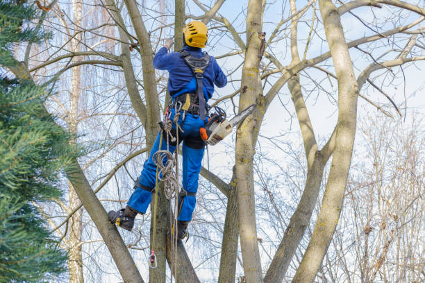 Best Emergency Tree Removal  in Emerald Lakes, PA